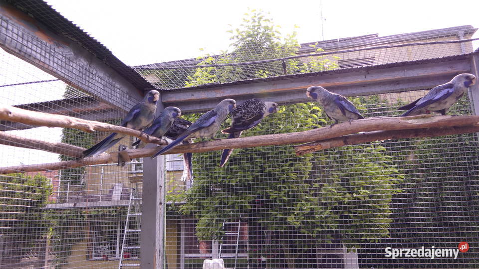 Rozella Królewska Niebieska