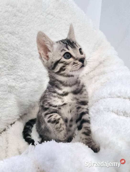 Srebrne kocięta bengalskie Lubliniec