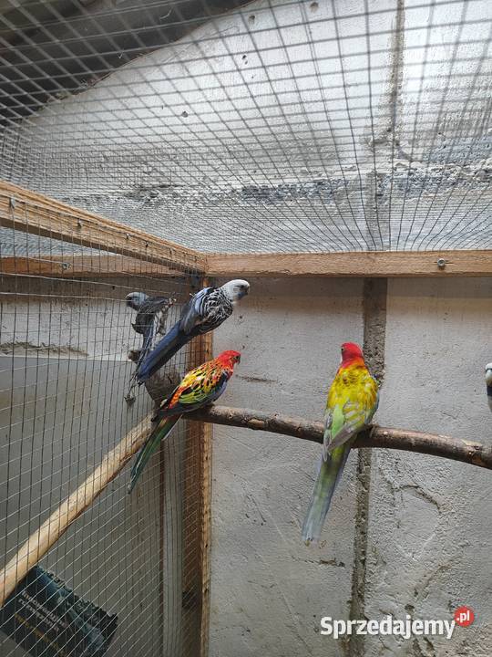 Rozelle królewskie Bochnia