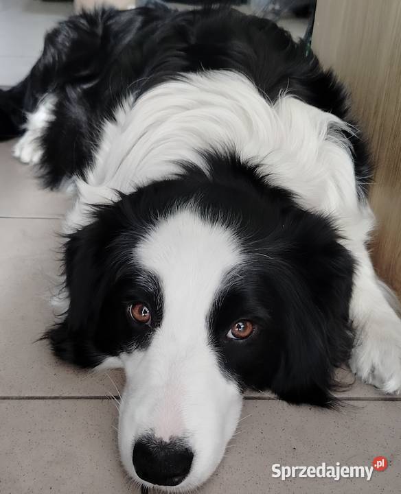 Szczenieta Border Collie REZERWACJA Przemyśl