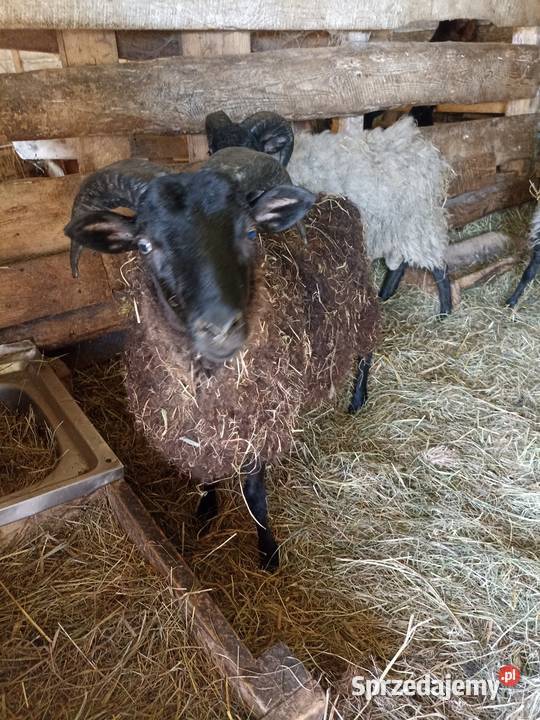 Sprzedam owce i baranki podlaskie Sokółka