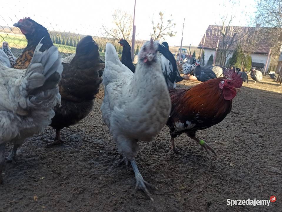 Jaja lęgowe kur mix niosek lilputki liliputy Krasnystaw