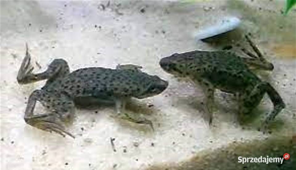 Żaba Karlik szponiasty Hymenochirus boettgeri pomorskie Gdańsk