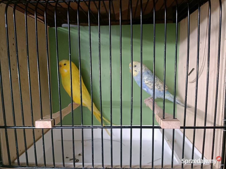 Sprzedam papużki faliste z 2025 r