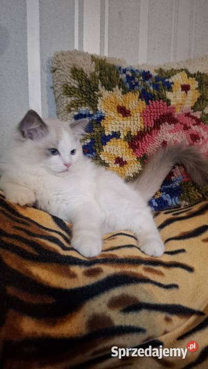 Kocurek ragdoll rodowodowy śląskie Bielsko-Biała