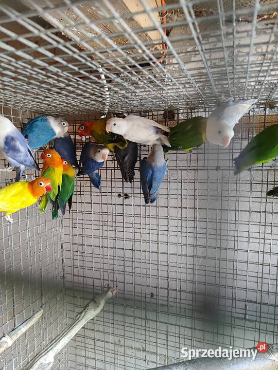 Papugi nierozłączki Bochnia