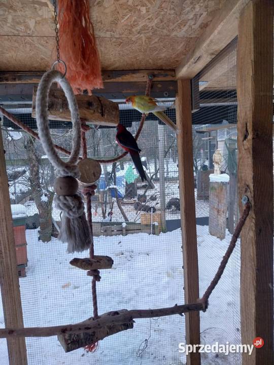 Papugi faliste Mnichy alexandretty i rozelle Ptaki Mszczonów sprzedam