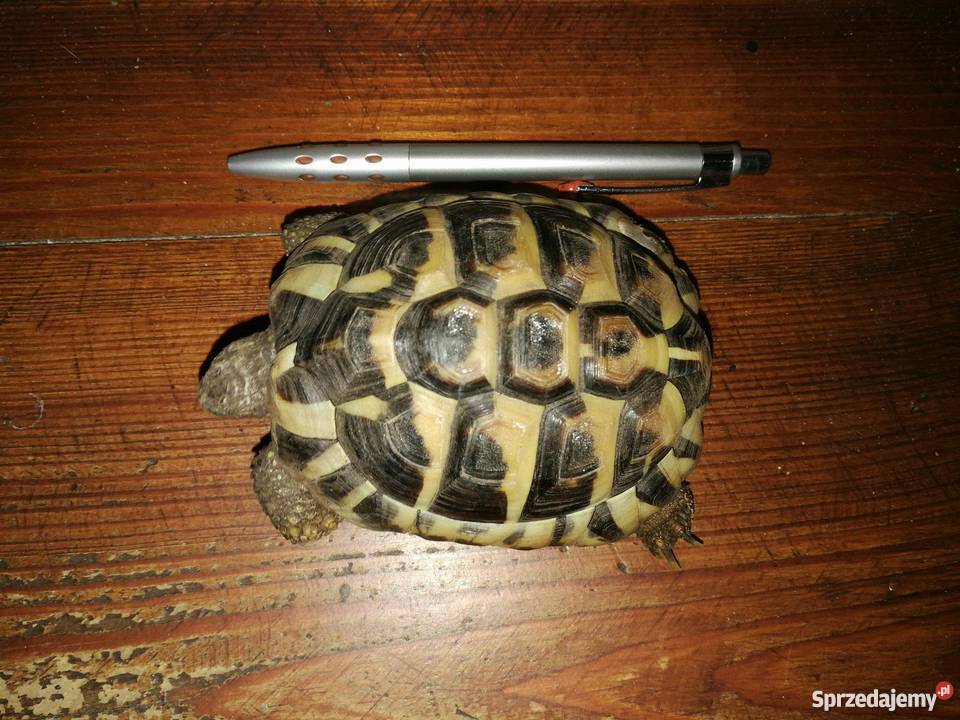 Żółwik Grecki Lądowy Bydgoszcz sprzedam