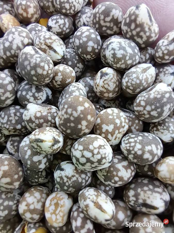 Łubin gorzki nie pryskany zbiory 2025 sprzedam