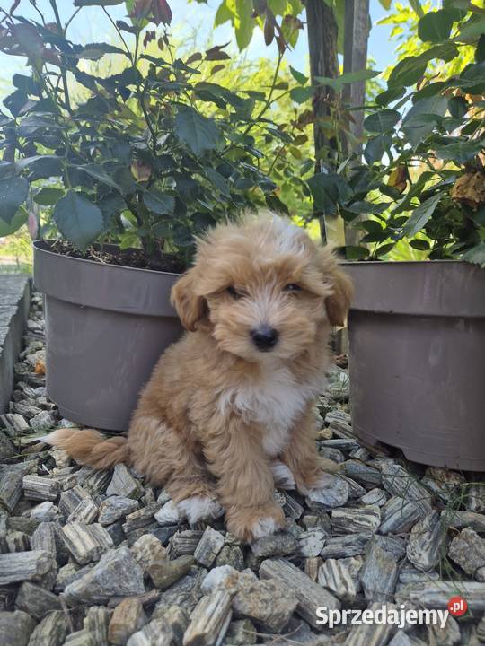 Szczeniak Maltipoo malutki hodowla MINIMIX Rzeszów