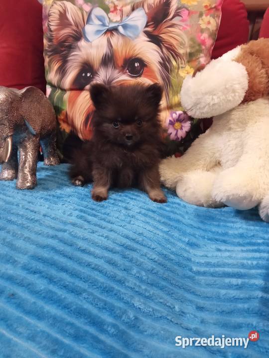 Chłopak szpic miniaturowy malutki Brodnica