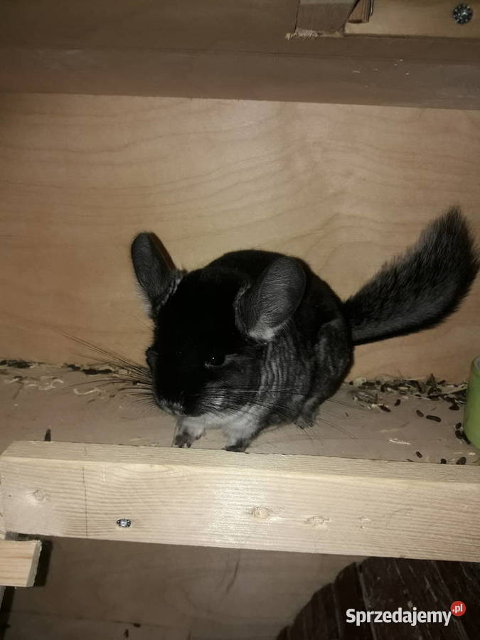 Sprzedam szynszyle aksamitną Zwierzęta Radzymin