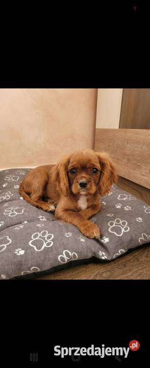 Cavalier king charls spaniel mazowieckie Wolica