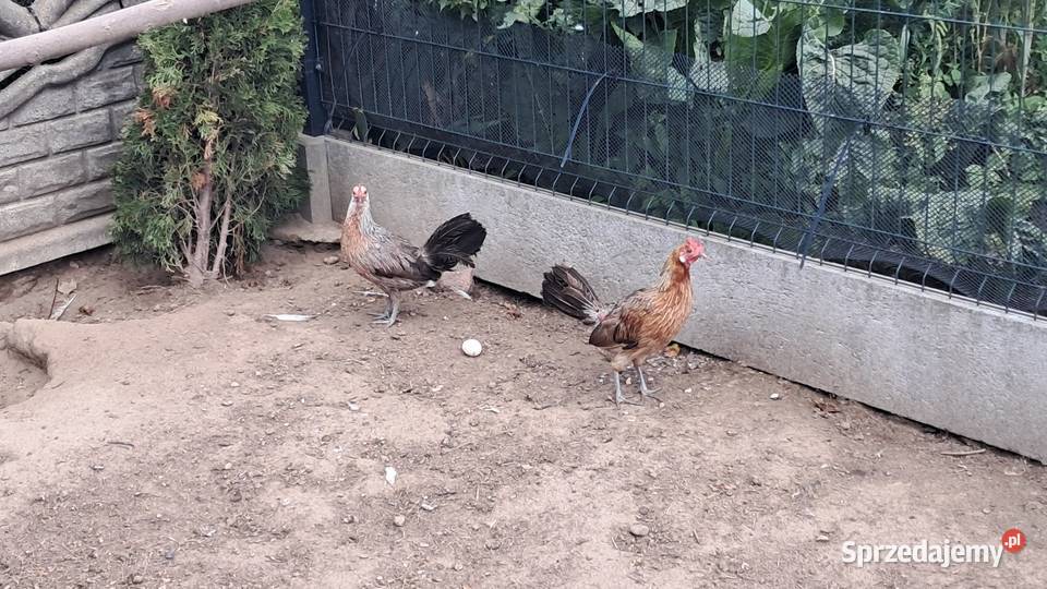 Sprzedam kury rasy feniks Ptaki Andrzejów