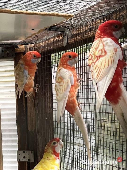 Rozele Królewska Pastel pomorskie sprzedam