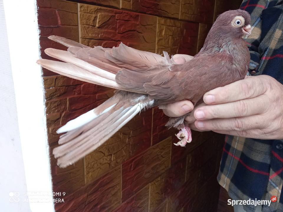 Gołębie zamojskie gładkie samiec samica Zamość