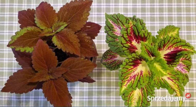 Koleus pokrzywka piękny kwiatek Kielce