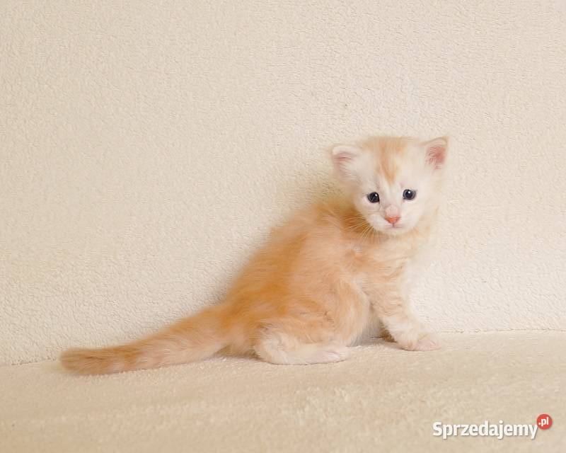 Przepiękny biszkoptowy kocurek z Rodowodem