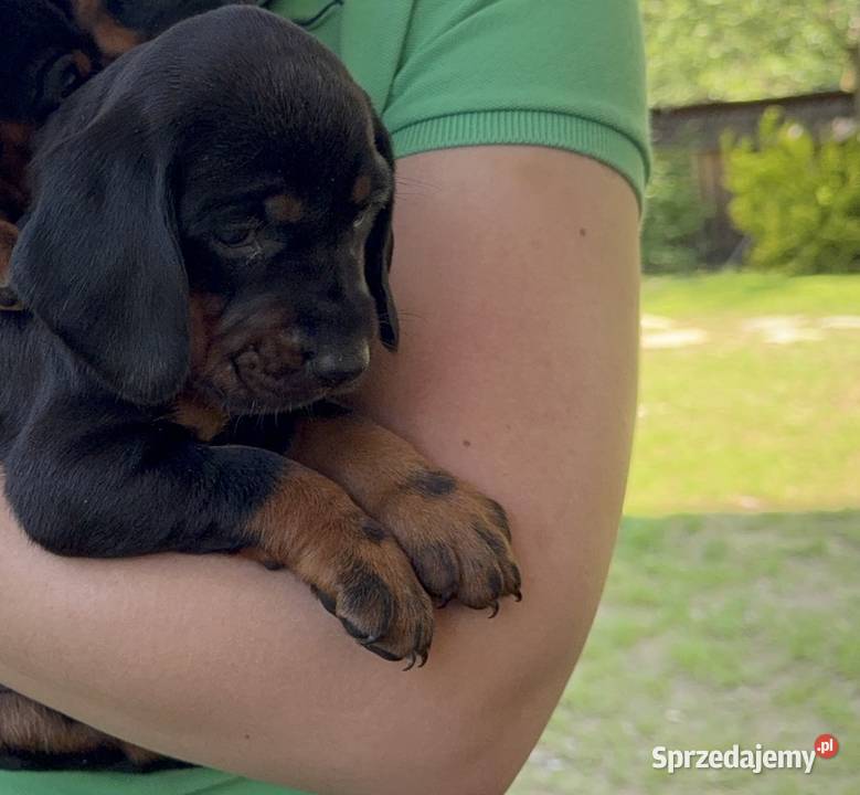 Sprzedam Gończy Polski Szczeniaki Małe Ciche
