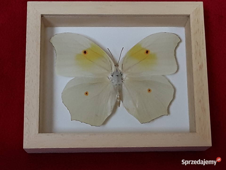 Motyl w ramce 12x10 Anteos clorinde 90 mm Szczecin sprzedam