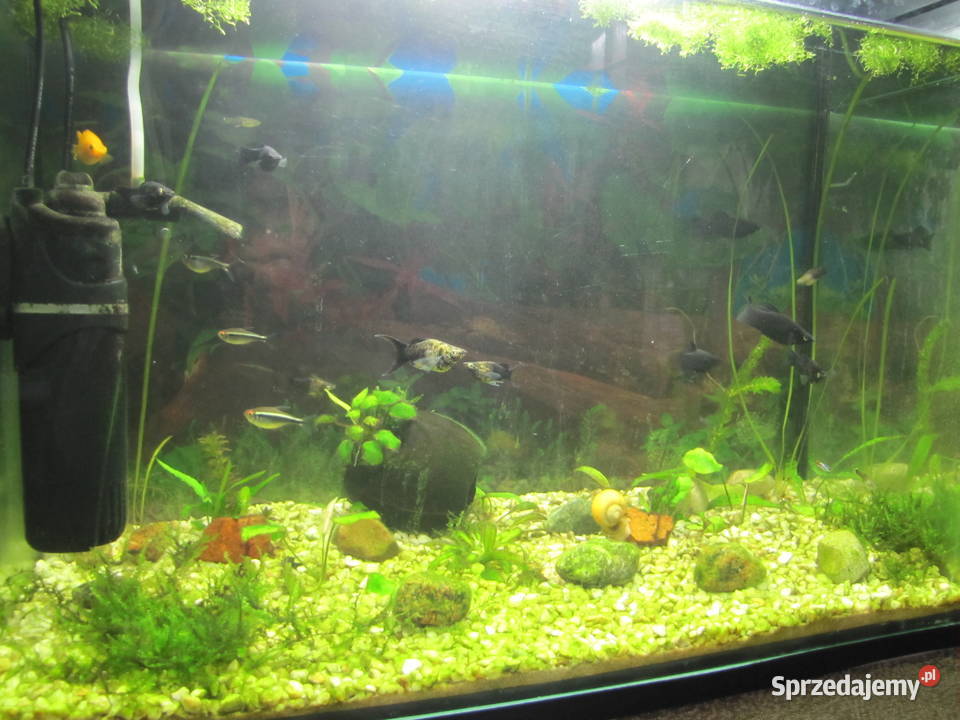 Akwarium 72 l z obsadą Ryby Toruń