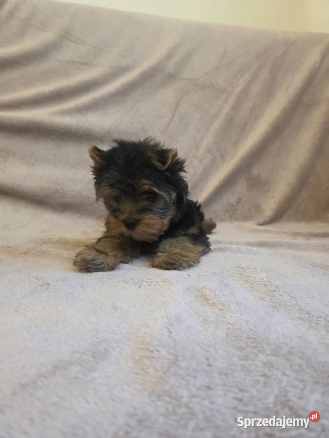 York piesek yorkshire terrier piesek rasy york York Zwierzęta Pajęczno