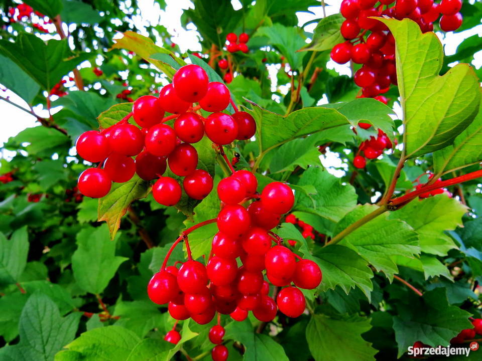 Kalina koralowa miododajna kwitnąca Miododajny Rośliny Wisznice