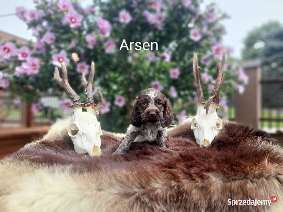 Polski Spaniel Myśliwski Czernichów