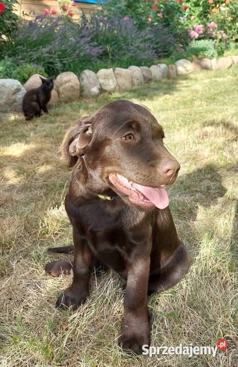 Labrador czekoladowy szczenię łódzkie Bogumiłowice