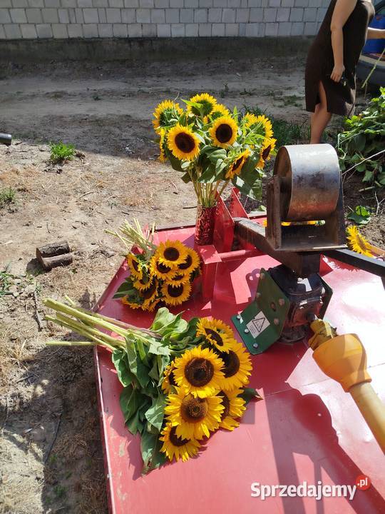 Nasiona słonecznika ozdobnego Tayio Puławy