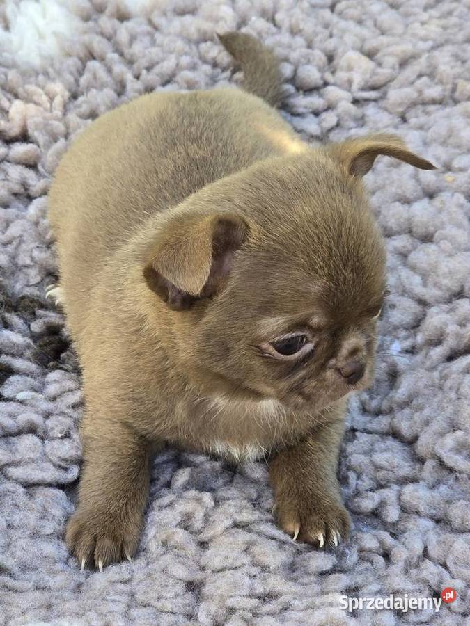 Chihuahua Czekoladowy XXS śląskie Bielsko-Biała