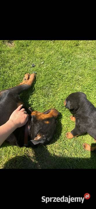 szczeniaki rasy Rottweiler