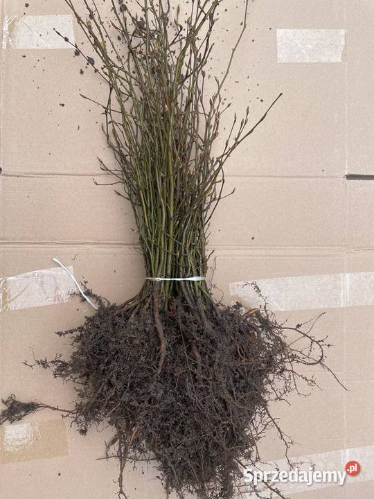 Grab Pospolity sadzonki 2040 10060 Kielce