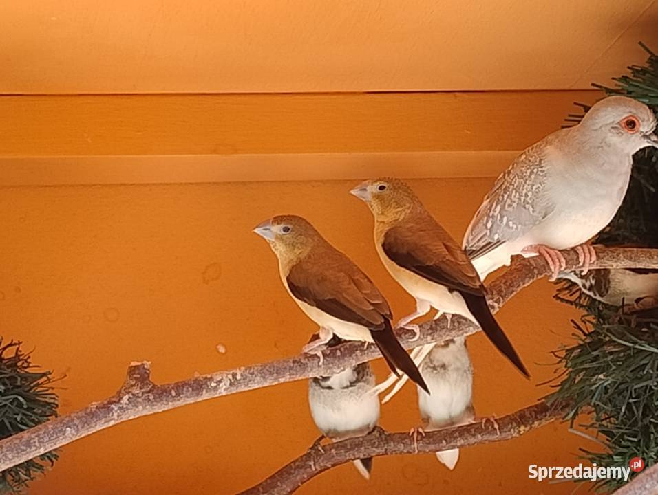 Srebrodziobki afrykańskie para Ptaki