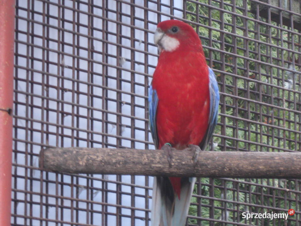 Papuga Rozella Białolica z 25 r Luboń