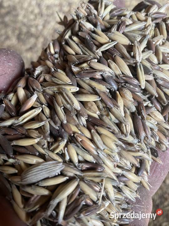 Owies czarny z białym Radomsko sprzedam