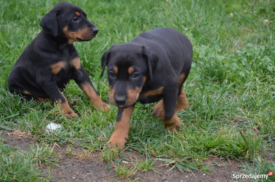 Sprzedam male dobermany Psy