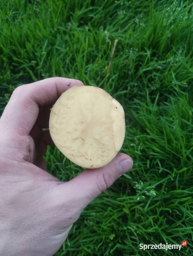 Sprzedam ziemniaki