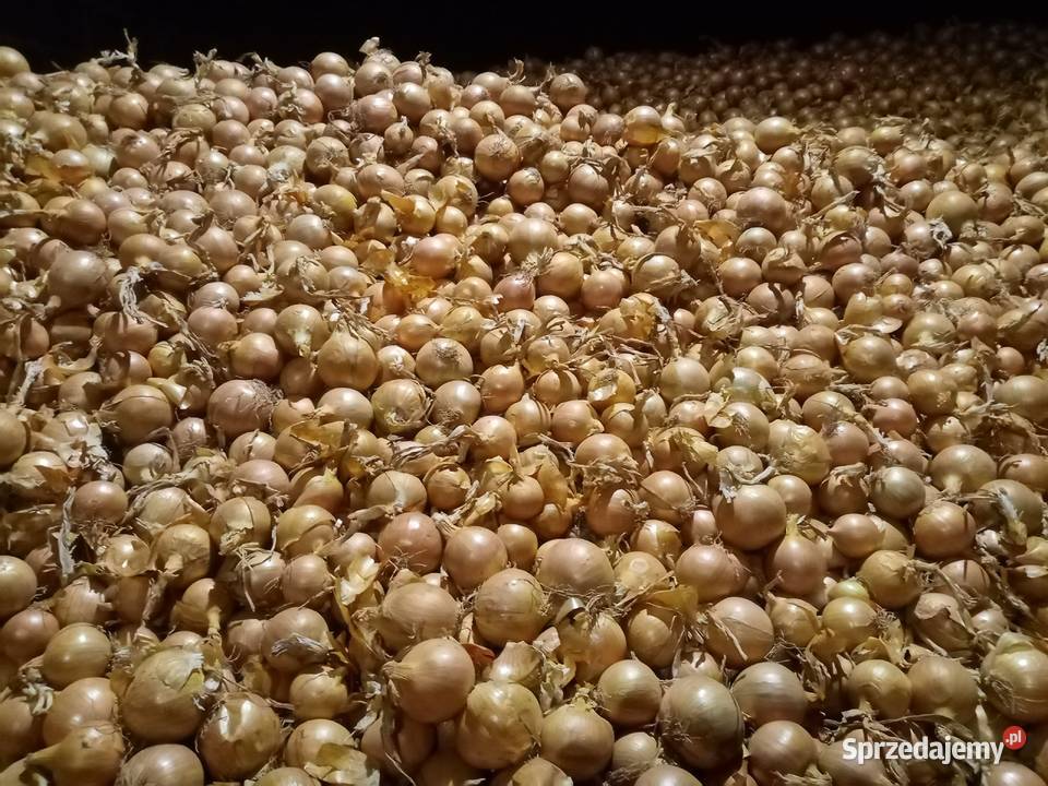 Cebula worek 15 Rośliny przemysłowe Rostkowice