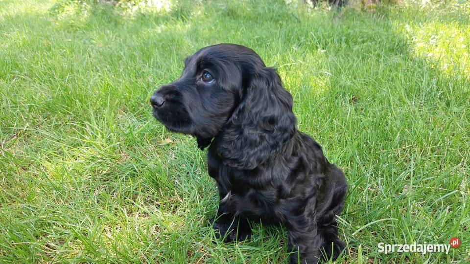 Cocker Spaniel Angielski Czarne Cuda Basonia
