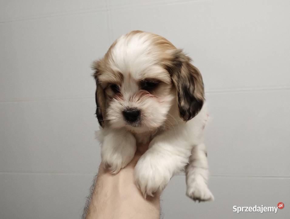Schweenie Jamnik Shihtzu Żychlin sprzedam