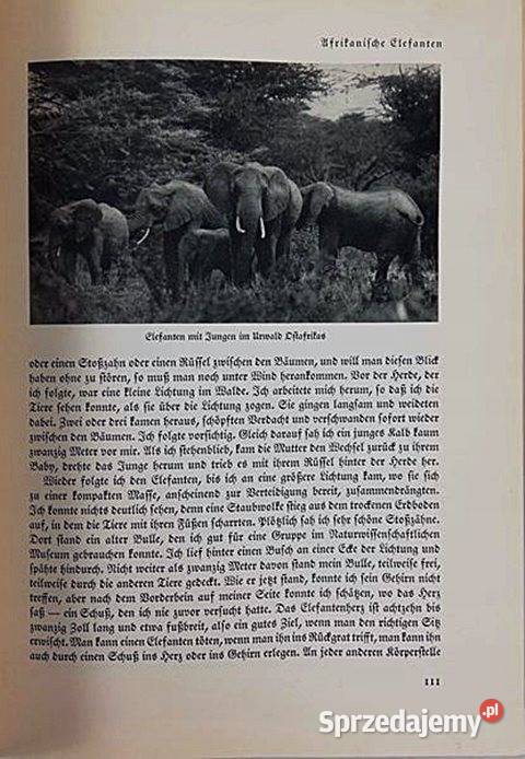 DAS REICH DER TIERE 1937 r Josef Schmid Artur twarda