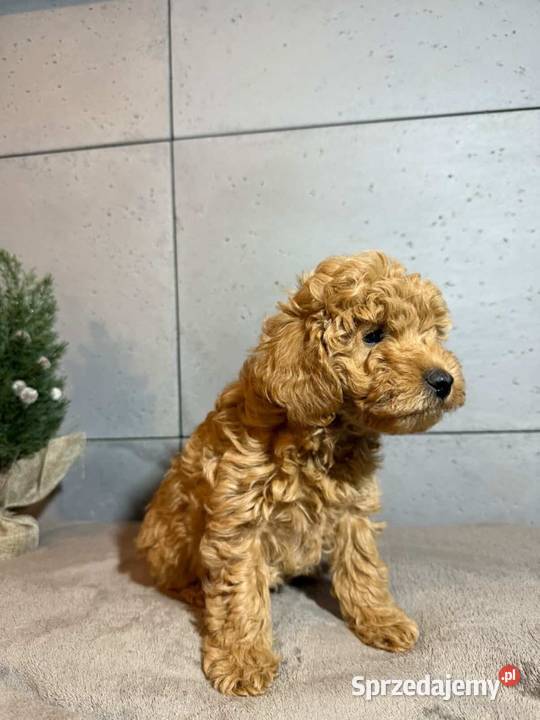 Piękny piesek rasy Pudel Toy