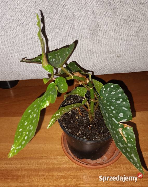 Begonia 2 roślina rosnąca Warszawa