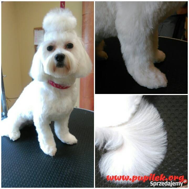 Fryzjer psa strzyżenie psów Salonik Pupilek Legnica