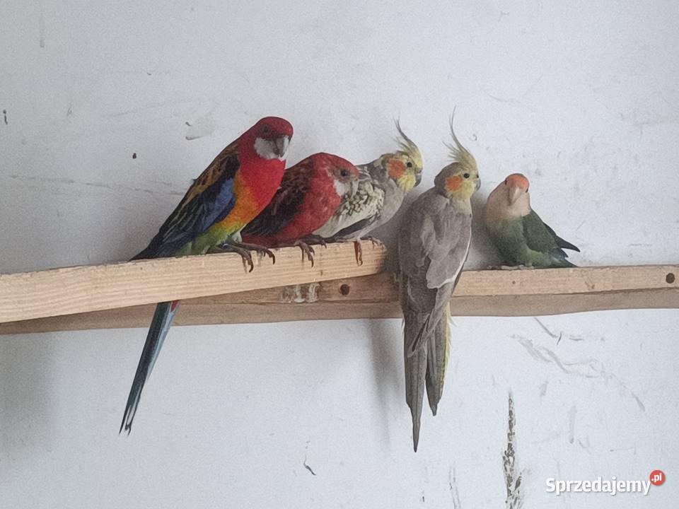 Papugi podkarpackie Dębica sprzedam