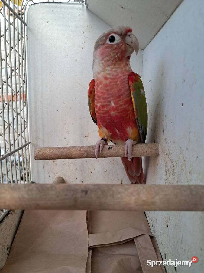 RudosterkaRudosterki podkarpackie