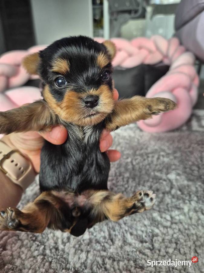 Yorkshire Terrier malutki chłopiec łódzkie Poddębice