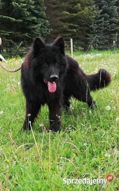 Owczarek Niemieck Długowłosy szczeniak Sułkowice