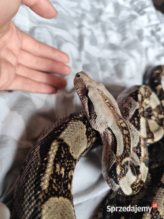 Samiec boa constrictorimperator Gady i płazy mazowieckie Pruszków sprzedam
